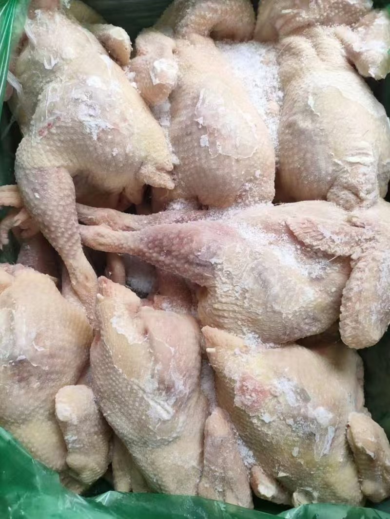 老母鸡11只34斤装